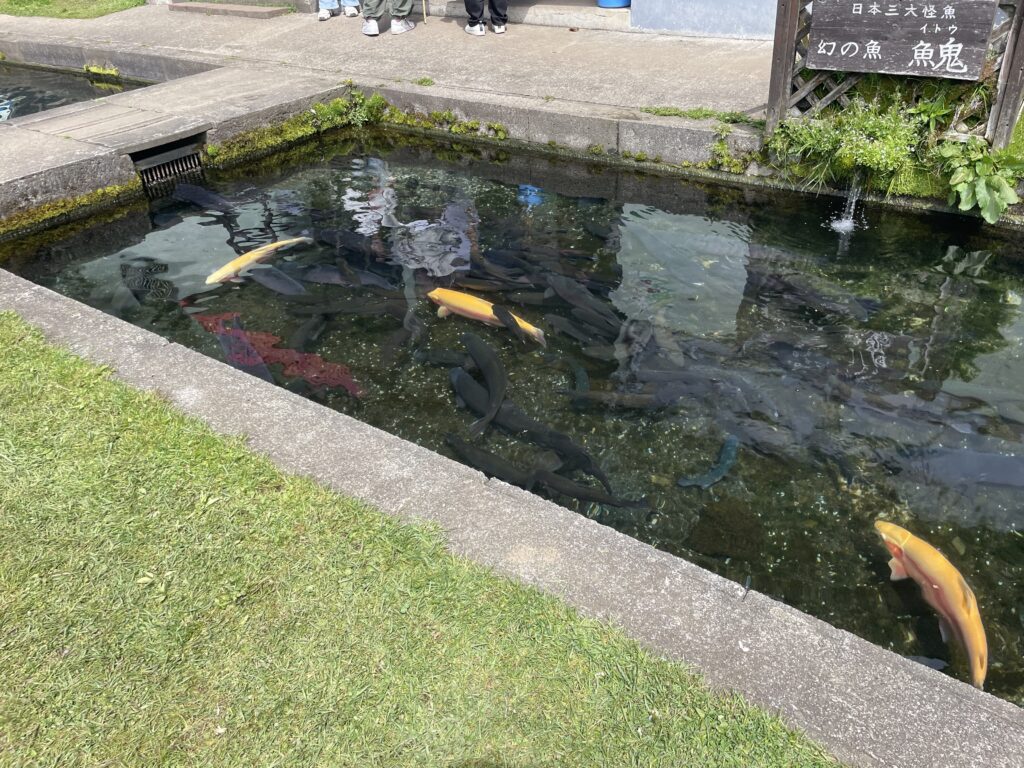 白老さいとう釣堀園の写真