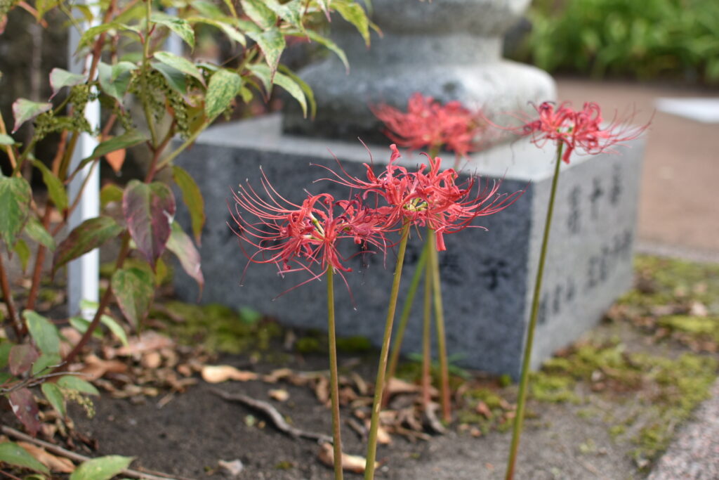 湯川寺の彼岸花