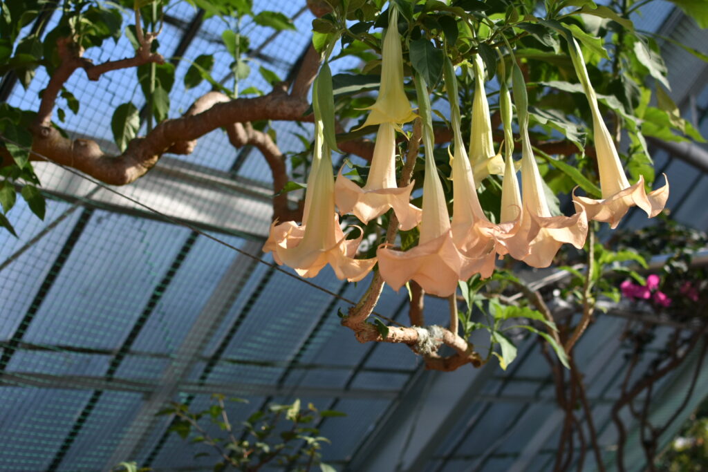 函館市熱帯植物園の写真